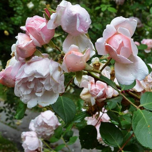 Róża pnąca Albertine różowa c2 40cm