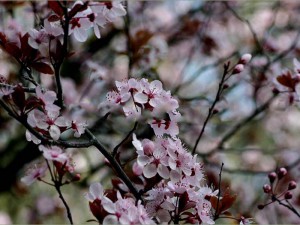śliwa czerwonolistna - Prunus blireiana