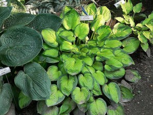 Funkia (Hosta) Little Sunspot sadzonka