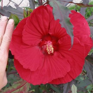 Hibiskus bylinowy (Hibiscus moscheutos) Fireball sadzonka