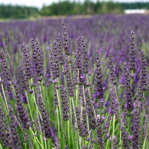 Lawenda pośrednia (Lavendula intermedia) Grosso najbardziej aromatyczna sadzonka