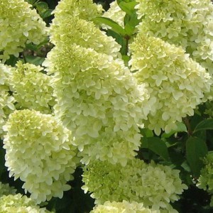 Hortensja bukietowa (Hydrangea) Limelight c3 30-40 cm