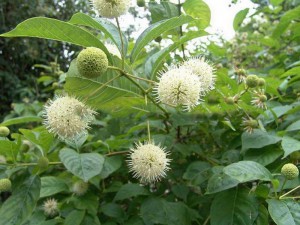 Guzikowiec (Cephalanthus occidentalis) sadzonka 50cm