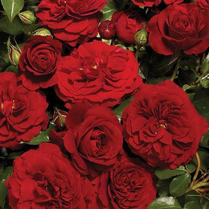 Róża pnąca Farruca czerwona c4 60-90cm