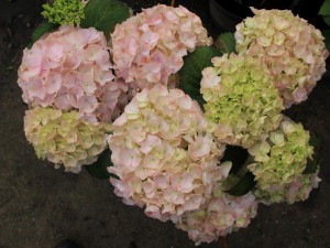 hortensja - seria Everbloom - Hydrangea Pink Wonder