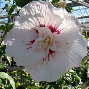 Ketmia syryjska, hibiskus (Hibiscus syriacus) China Chiffon c2 20-30cm