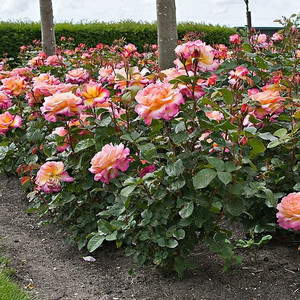 Róża herbaciana wielokwiatowa Gorgeous c4 60-70cm