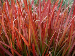 trawa czerwona -Imperata cylindrica Red Baron c2