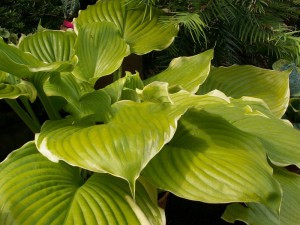 Funkia (Hosta) Winter Snow c1