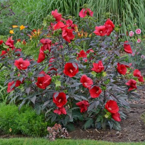 Hibiskus bylinowy (Hibiscus) Midnight Marvel sadzonka