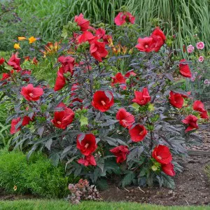 Hibiskus bylinowy (Hibiscus) Midnight Marvel sadzonka