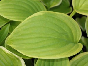 Funkia (Hosta) Fragrant Bouquet sadzonka