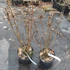 Żylistek szorstkolistny (Deutzia scabra) Codsall Pink c2 80-90 cm
