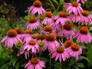 jeżówka purpurowa - Echinacea Mistral