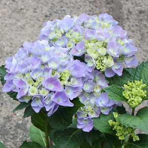 Hortensja ogrodowa (Hydrangea macrophylla) Bodensee c2 30-40cm
