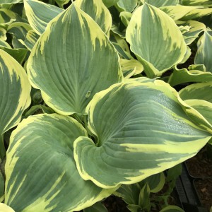 Funkia (Hosta) Band of Gold sadzonka