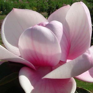 Magnolia (Magnolia) Brixton Belle c3 80cm