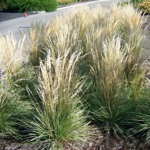 Trzcinnik ostrokwiatowy (Calamagrostis acutiflora) Overdam p9