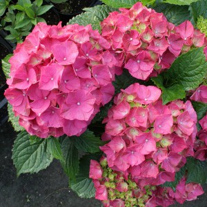 Hortensja ogrodowa (Hydrangea) Glowing Embers c3 20-30cm