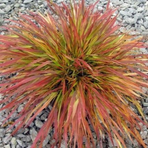 Trawa bambusowa (Hakonechloa) Beni Kaze sadzonka