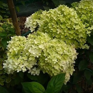 Z.Hortensja bukietowa (Hydrangea) Magical Andes c2 20-30cm