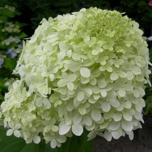 Z.Hortensja bukietowa (Hydrangea) Rastede c3 35-45cm