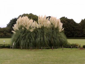 Trawa pampasowa biała (Cortaderia selloana) Evita duża sadzonka