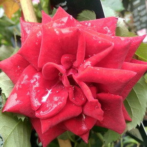 Róża rabatowa Potala ciemnoczerwona c4 30-40cm