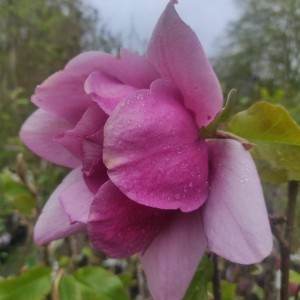 Magnolia (Magnolia) Emperor c3 60-70 cm