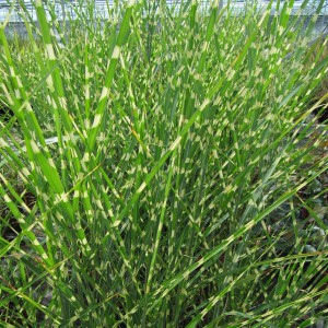 Miskant chiński (Miscanthus sinensis) Zebrinus c1