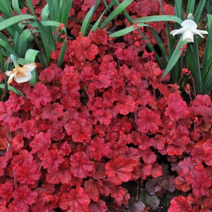 Żurawka (Heuchera) Cherry Cola sadzonka