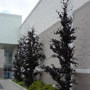 Buk czerwonolistny kolumnowy (Fagus sylvatica) Dawyck Purple c2 100 cm