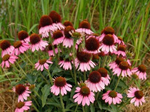 jeżówka purpurowa - Echinacea Meditation