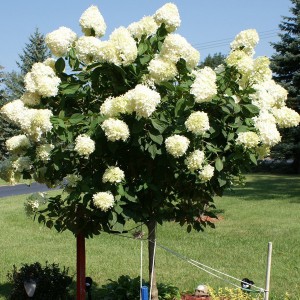 Hortensja bukietowa na pniu (Hydrangea) Silver Dollar 90-120cm