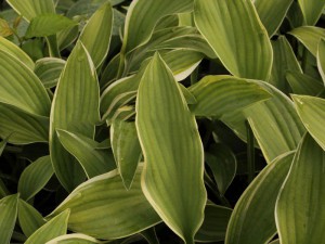 Funkia (Hosta) Alex Summers sadzonka c1