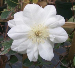 Powojnik (Clematis) Duchness of Edinburg c2 80-90cm