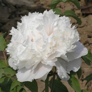 Piwonia drzewiasta (Paeonia suffruticosa) odm. chińska biała sadzonka