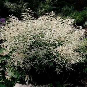 Parzydło leśne (Aruncus dioicus) c2