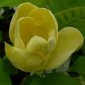 Magnolia Yellow Bird c3 140-160cm