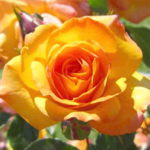 Róża pnąca Redova żółto-pomarańczowa c4 60-80cm