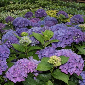 Hortensja ogrodowa (Hydrangea) Hobergine c2-c3 40-50cm