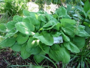 Funkia (Hosta) Oriana sadzonka
