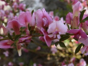 szczodrzeniec purpurowy - Chamecytisus purpureus