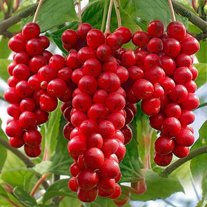 Cytryniec chiński (Schisandra) Sadova Nr 1 c2 50-60cm