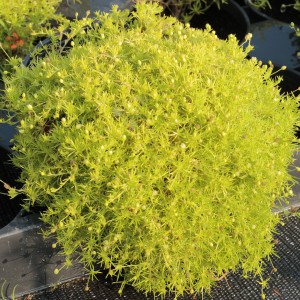 Karmnik ościsty (Sagina subulata) Aurea sadzonka