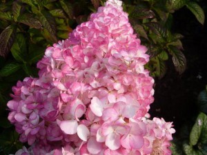 hortensja Vanille Fraise syn. Renhy  hit sadz. 5-letnia
