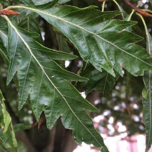 Buk pospolity (Fagus sylvatica) Asplenifolia c4 70-100cm