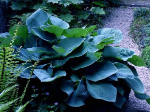 Funkia (Hosta) Sieboldiana Elegans c2