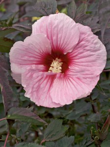 hibiskus bylinowy - Hibiscus Summer Storm moscheutos poj. 2-litr