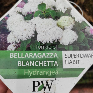 Hortensja drzewiasta (Hydrangea arborescens) Bellaragazza Blanchetta c3 30-40 cm.